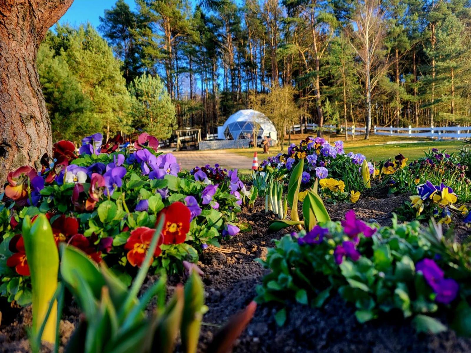 Hotel Glamping Pod Orlem Cedynia Exteriér fotografie